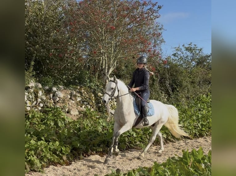 Connemara Hongre 4 Ans 148 cm Gris noir in Sligo