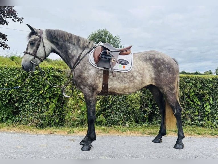 Connemara Hongre 4 Ans 148 cm Gris noir in Sligo
