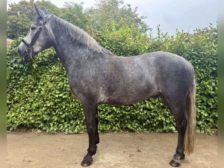 Connemara Hongre 4 Ans 148 cm Gris noir in Sligo