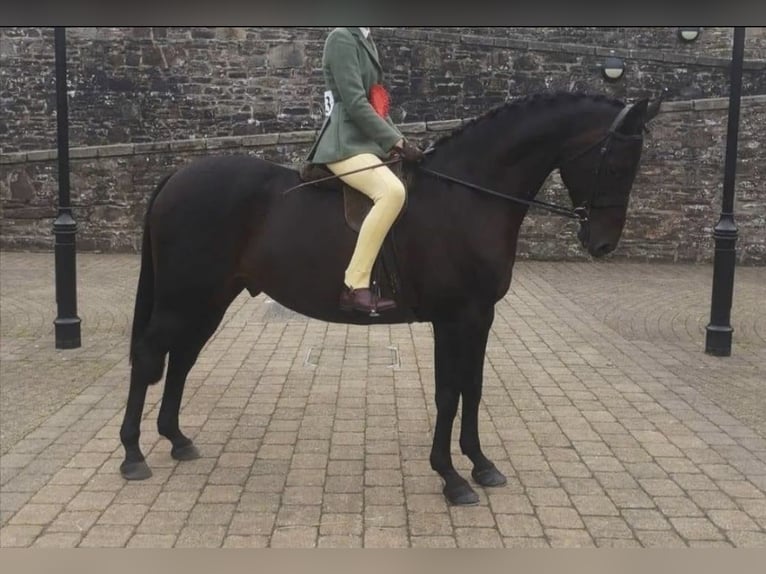 Connemara Hongre 4 Ans 148 cm Gris noir in Sligo
