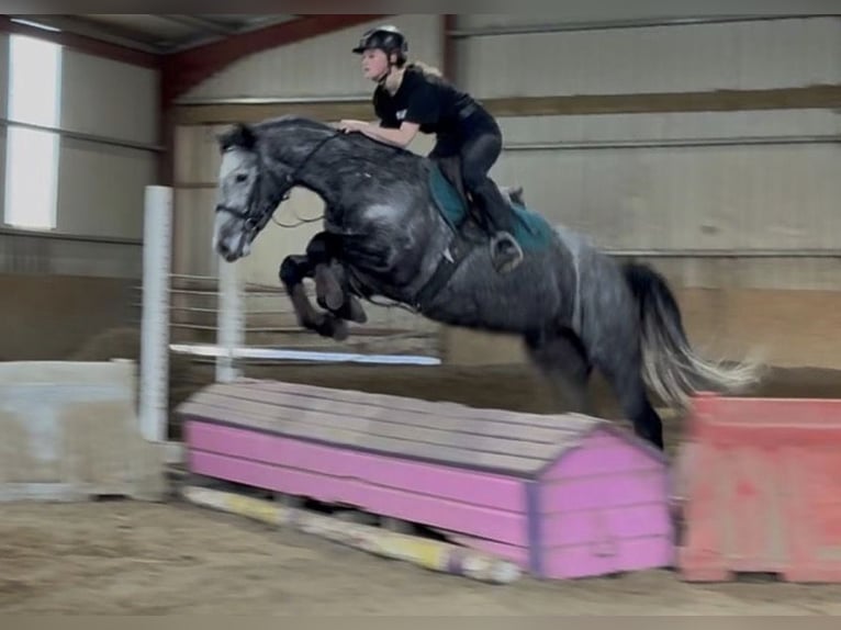 Connemara Hongre 4 Ans 148 cm Gris pommelé in Trebbin