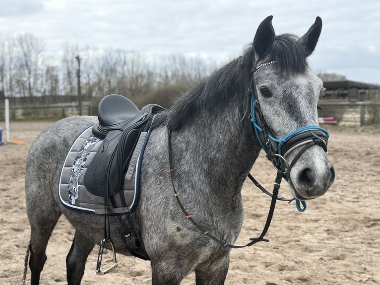 Connemara Hongre 4 Ans 148 cm Gris pommelé in Trebbin