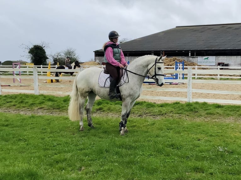Connemara Hongre 4 Ans 148 cm Gris in Laois