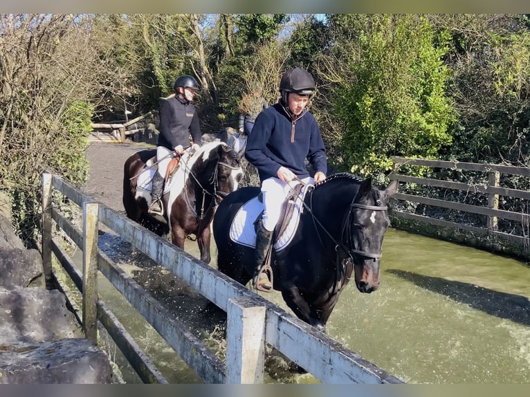 Connemara Hongre 4 Ans 148 cm Noir in Mountrath