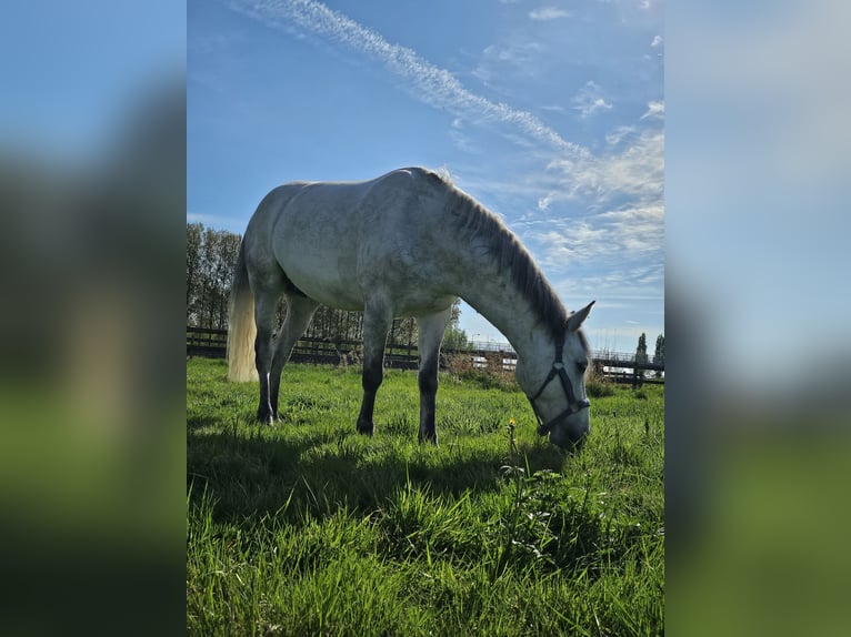 Connemara Hongre 4 Ans 150 cm Gris in Harmelen