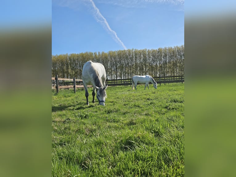 Connemara Hongre 4 Ans 150 cm Gris in Harmelen