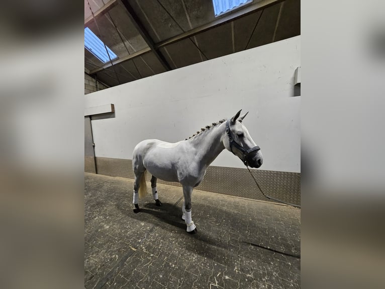 Connemara Hongre 4 Ans 150 cm Gris in Harmelen
