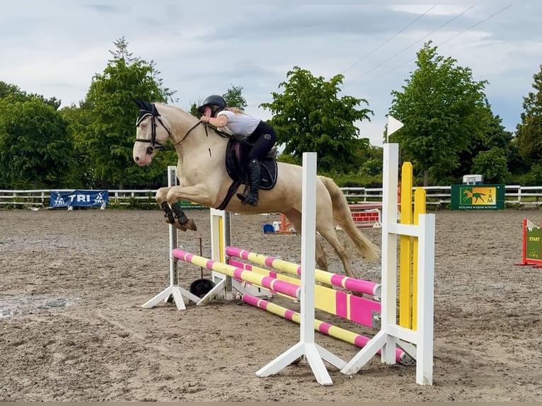 Connemara Hongre 4 Ans 152 cm Cremello in Mountrath, Co. Laois