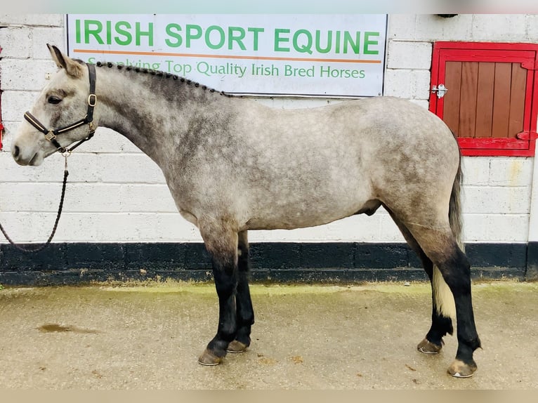 Connemara Hongre 4 Ans 152 cm Gris in Mountrath