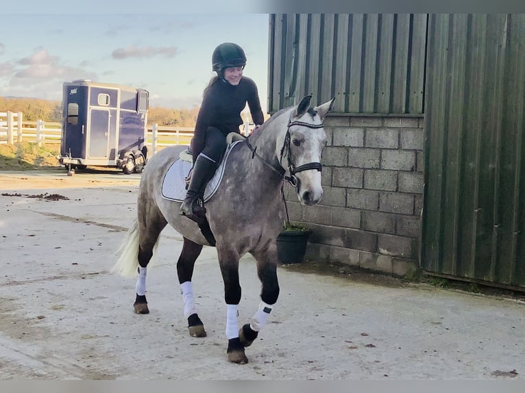 Connemara Hongre 4 Ans 152 cm Gris in Mountrath