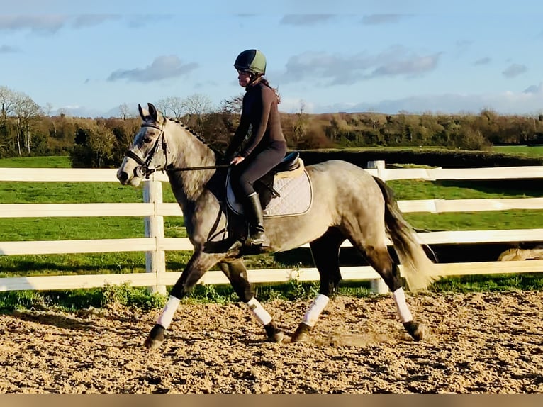 Connemara Hongre 4 Ans 152 cm Gris in Mountrath