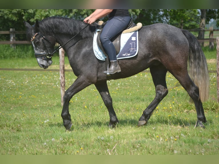 Connemara Hongre 4 Ans 152 cm Gris in Breda
