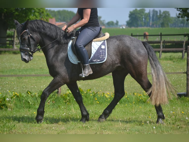 Connemara Hongre 4 Ans 152 cm Gris in Breda
