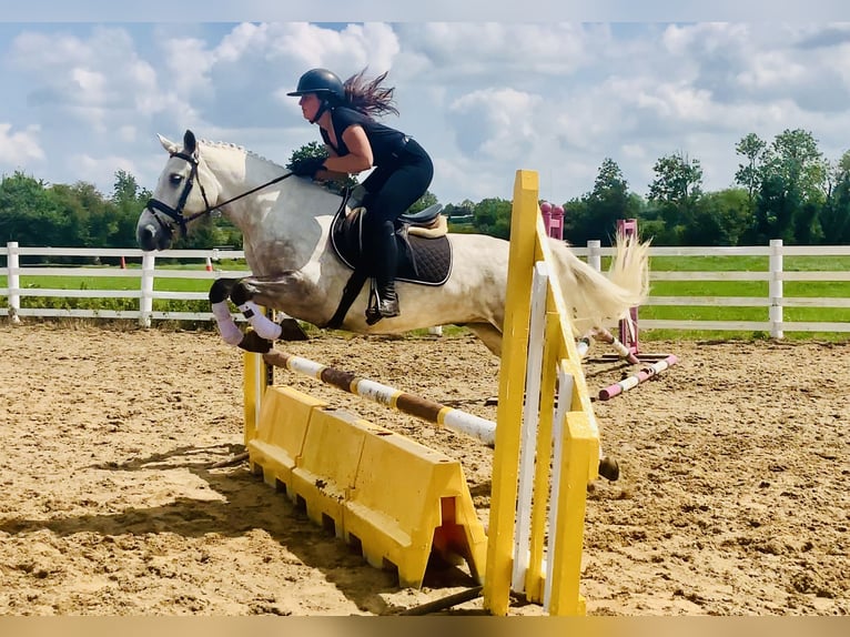 Connemara Hongre 4 Ans 152 cm Gris in Mountrath