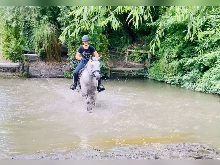 Connemara Hongre 4 Ans 152 cm Gris in Mountrath