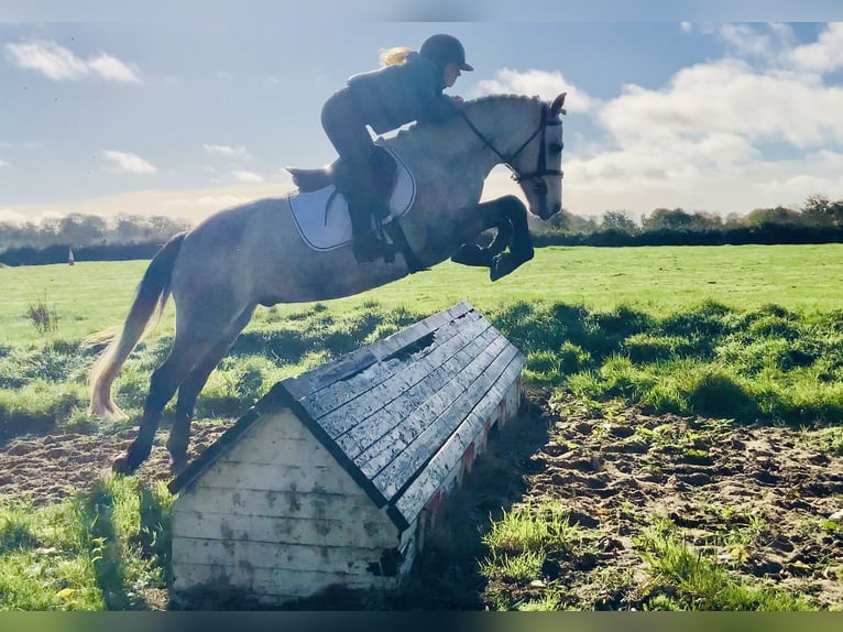 Connemara Hongre 4 Ans 152 cm Gris in Mountrath