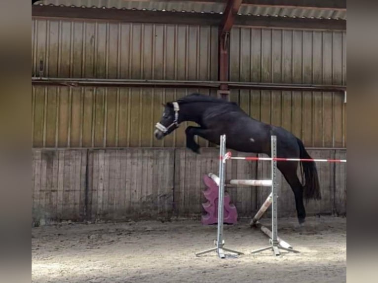 Connemara Hongre 4 Ans 152 cm Gris pommelé in Burgdorf