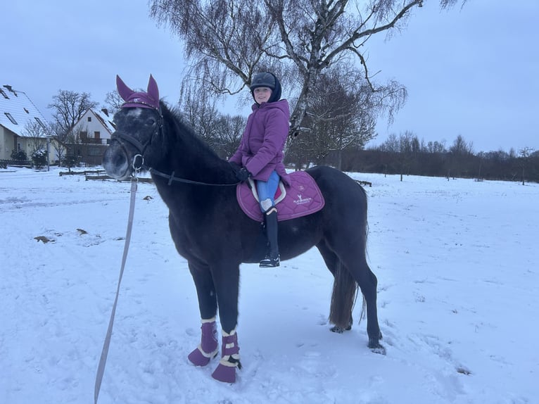 Connemara Hongre 4 Ans 152 cm Gris pommelé in Burgdorf