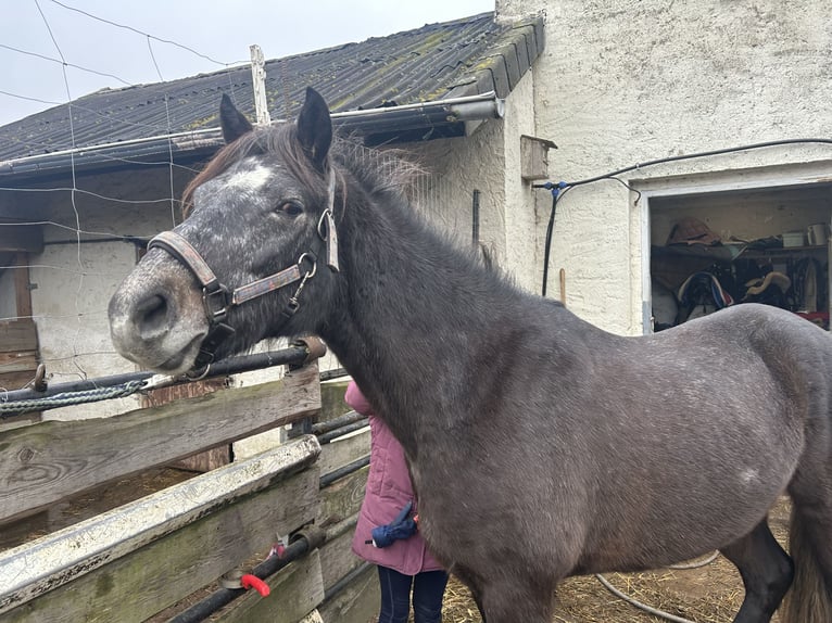 Connemara Hongre 4 Ans 152 cm Gris pommelé in Burgdorf