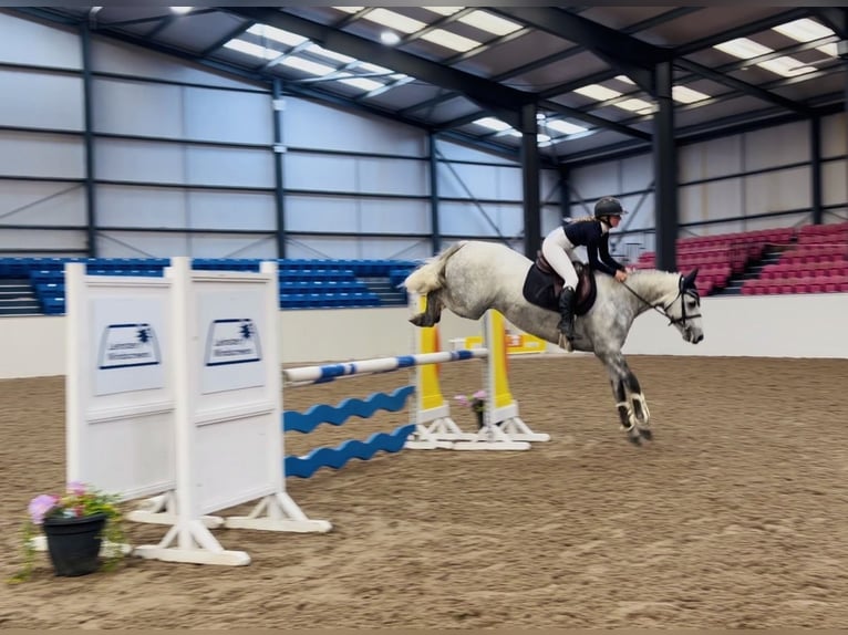 Connemara Hongre 4 Ans 152 cm Gris pommelé in Mountrath, Co. Laois