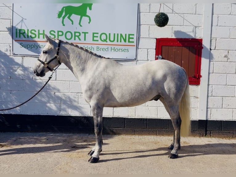 Connemara Hongre 4 Ans 152 cm Gris pommelé in Mountrath, Co. Laois