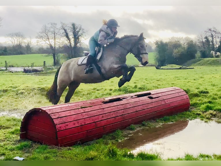 Connemara Hongre 4 Ans 152 cm Isabelle in Mountrath