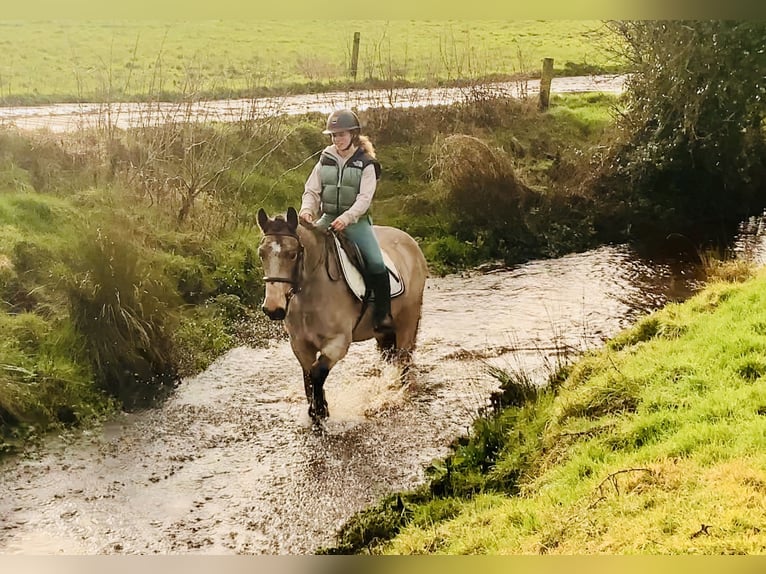 Connemara Hongre 4 Ans 152 cm Isabelle in Mountrath