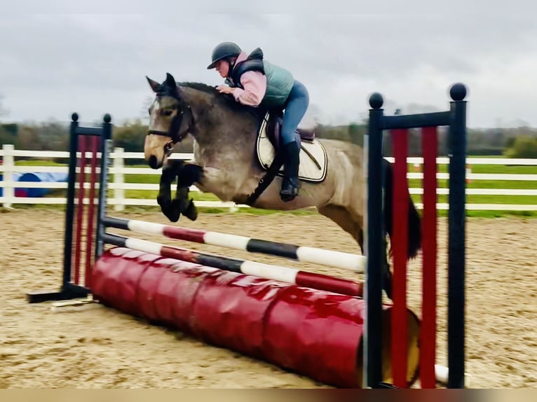 Connemara Hongre 4 Ans 152 cm Isabelle in Mountrath