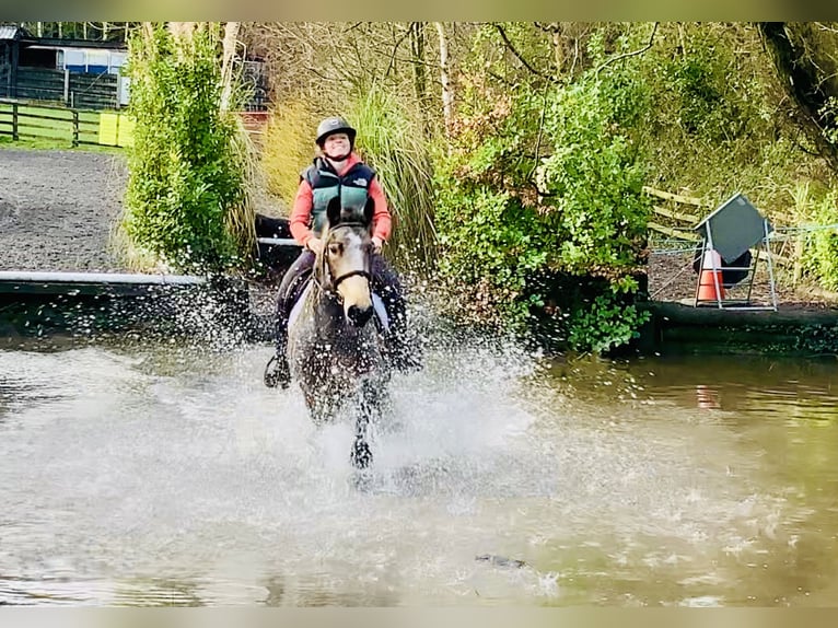 Connemara Hongre 4 Ans 152 cm Isabelle in Mountrath