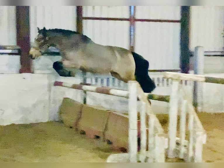 Connemara Hongre 4 Ans 152 cm Isabelle in Mountrath