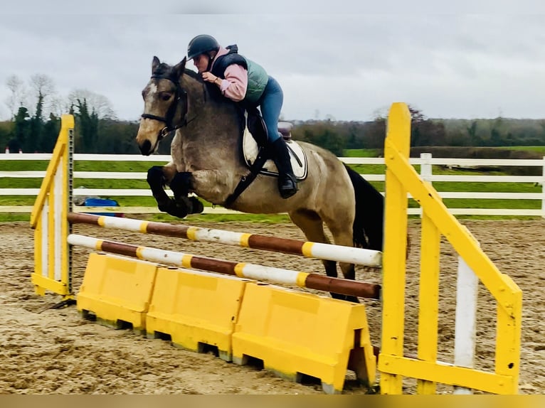 Connemara Hongre 4 Ans 152 cm Isabelle in Mountrath