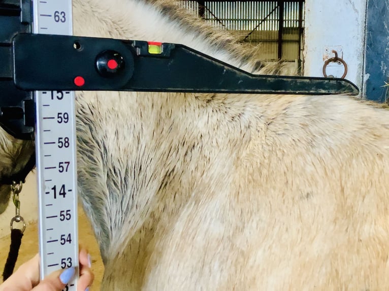 Connemara Hongre 4 Ans 152 cm Isabelle in Mountrath