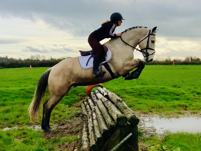 Connemara Hongre 4 Ans 152 cm Isabelle in Mountrath