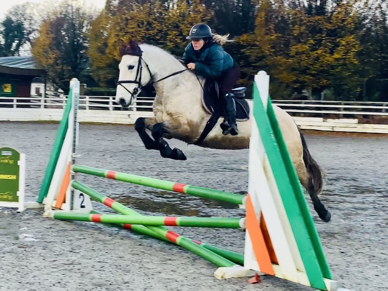 Connemara Hongre 4 Ans 152 cm Isabelle in Mountrath