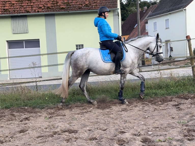 Connemara Hongre 4 Ans 152 cm Rouan bleu in Lisberg