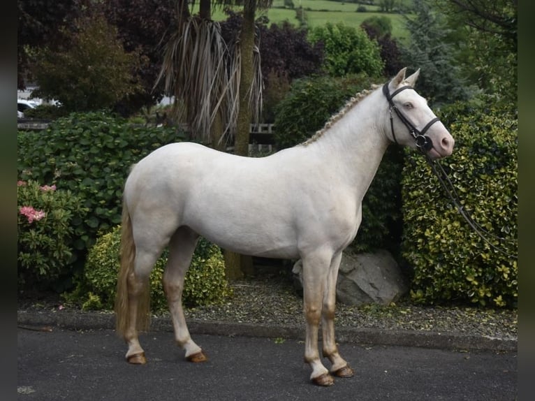 Connemara Hongre 4 Ans 153 cm Cremello in Newry