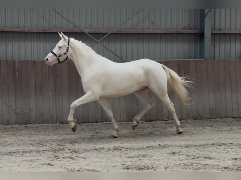 Connemara Hongre 4 Ans 154 cm Cremello in Zieuwent