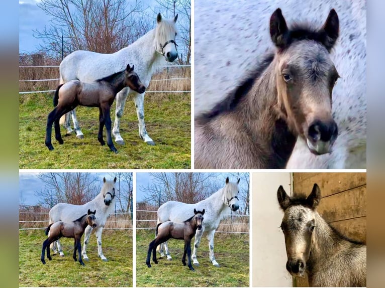 Connemara Hongre 4 Ans 154 cm Gris (bai-dun) in Lisberg