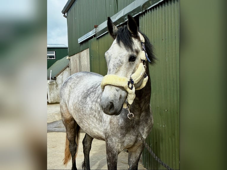 Connemara Hongre 4 Ans 154 cm Gris in Sligo