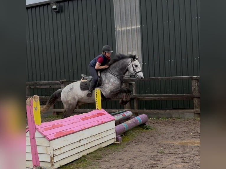 Connemara Hongre 4 Ans 154 cm Gris in Sligo