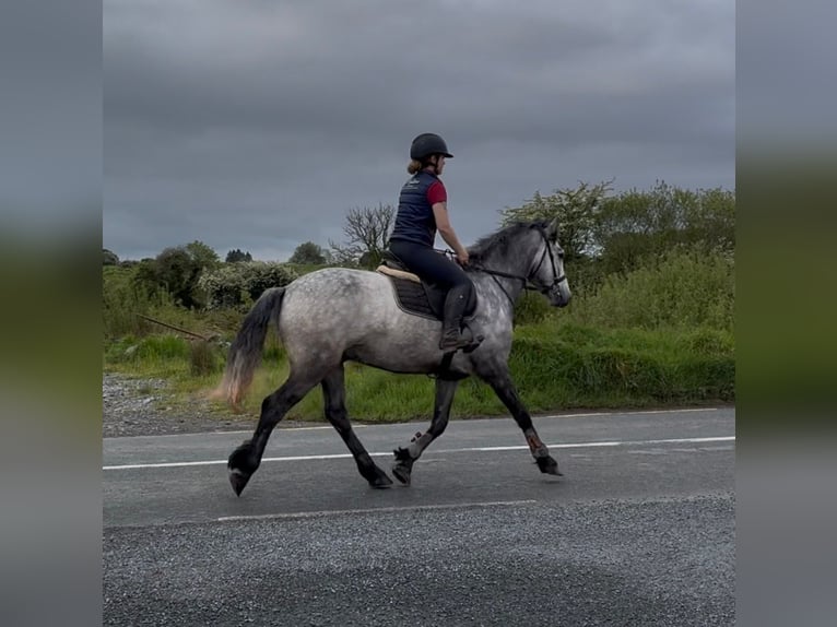 Connemara Hongre 4 Ans 154 cm Gris in Sligo