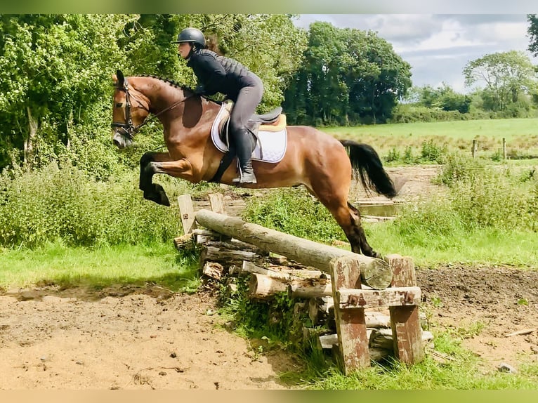 Connemara Hongre 4 Ans 155 cm Bai in Mountrath
