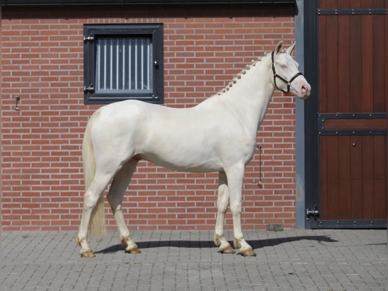 Connemara Hongre 4 Ans 155 cm Cremello in Zieuwent