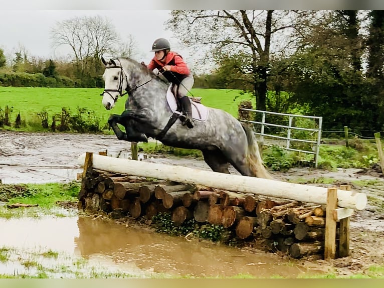 Connemara Hongre 4 Ans 155 cm Gris in Mountrath