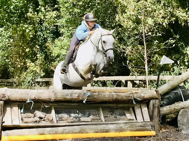 Connemara Hongre 4 Ans 155 cm Gris in Mountrath