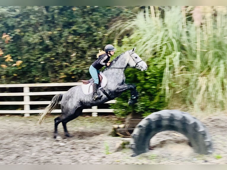Connemara Hongre 4 Ans 155 cm Gris in Mountrath
