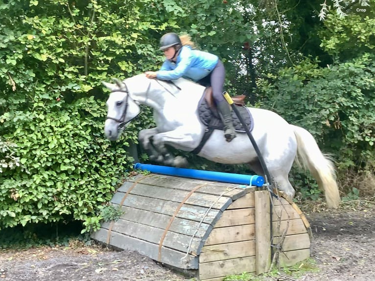 Connemara Hongre 4 Ans 155 cm Gris in Mountrath
