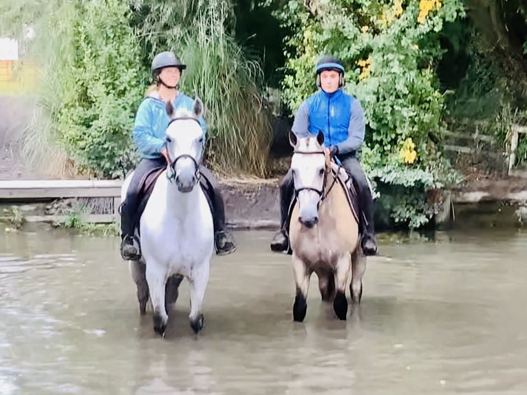 Connemara Hongre 4 Ans 155 cm Gris in Mountrath