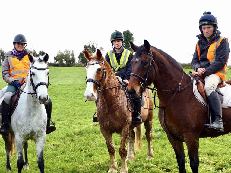 Connemara Hongre 4 Ans 155 cm Gris in Mountrath