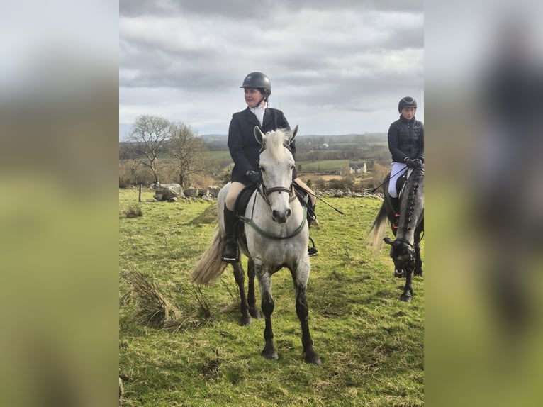 Connemara Hongre 4 Ans 155 cm Gris in Sligo